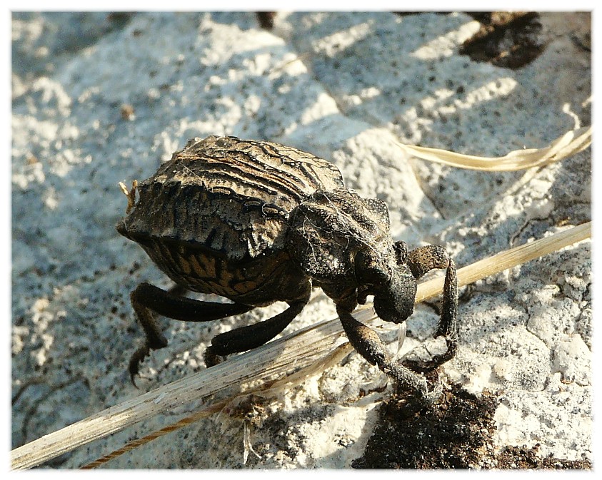 Brachycerus............quale...?????